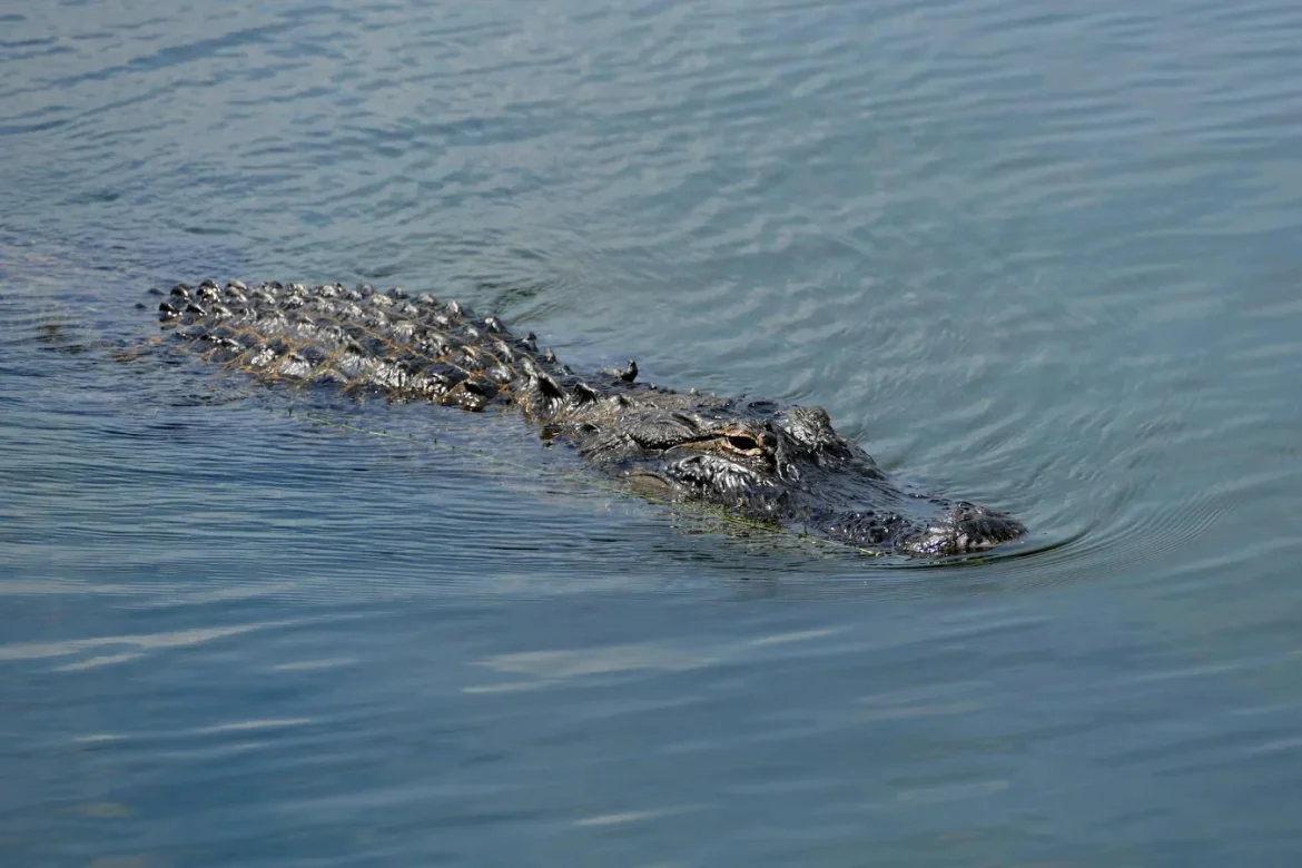 Alligator Shoes: Buyer’s Guide - alligator shoes